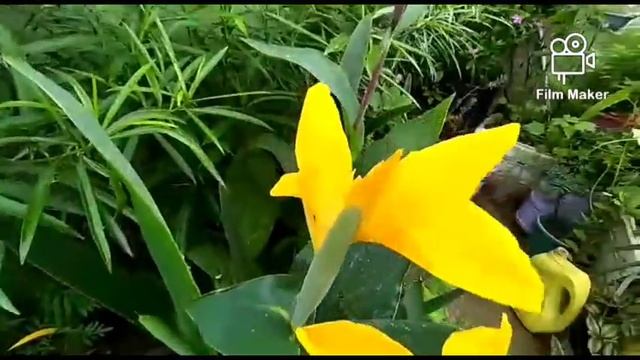 Canna lily,How to grow and care tips смотреть онлайн