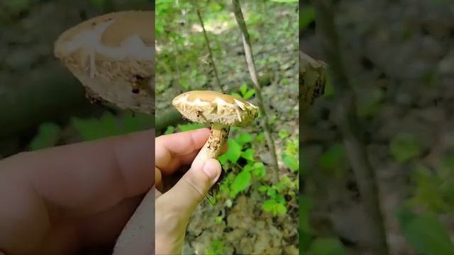 грибы в мае смотреть онлайн