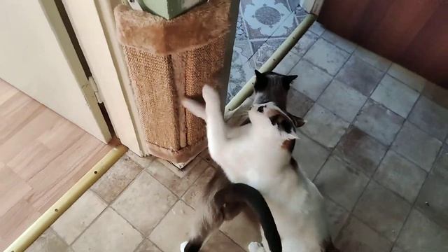Где КУШОЦ? смотреть онлайн
