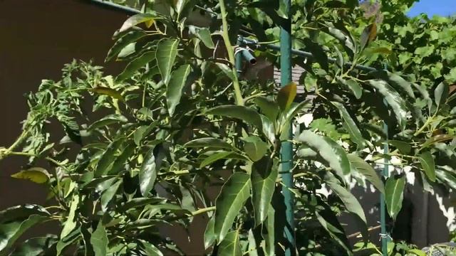 Summer Planted Hass Avocado Tree | Organic Sun Block Paint & Spray To Beat The Summer Heat смотреть онлайн