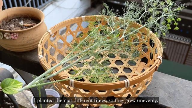 Easy Healthy Foods To Make At Home I Radish noodles, Dill clamp soup🍜 Silent Vlog смотреть онлайн