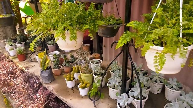 Bonsai, Succulent , foliage plants @ Nursery смотреть онлайн