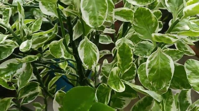 Pedilenthus plant//Devil back bone plant care#summer plant#choti c cutting bhi asani se grow hoti h смотреть онлайн