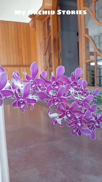 #orchidcare #flowers #orchid #garden #plants #dendrobium #dendrobiumorchids #orchids #gardentour смотреть онлайн