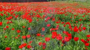 Карбонали Рахмонов, Рафтанду мохам меравем.