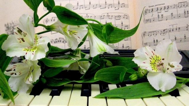 Чеченская песня 2024✔️ смотреть онлайн