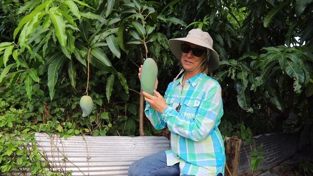 Monday Minute- 'Cat Saigon' Mango at Truly Tropical смотреть онлайн