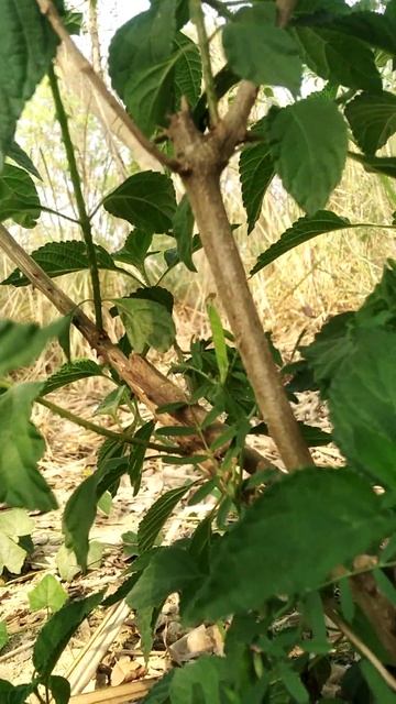 lantana camara #agriculture #agriculture #shortsfeed #viralshort #agricultureshort #short_video смотреть онлайн