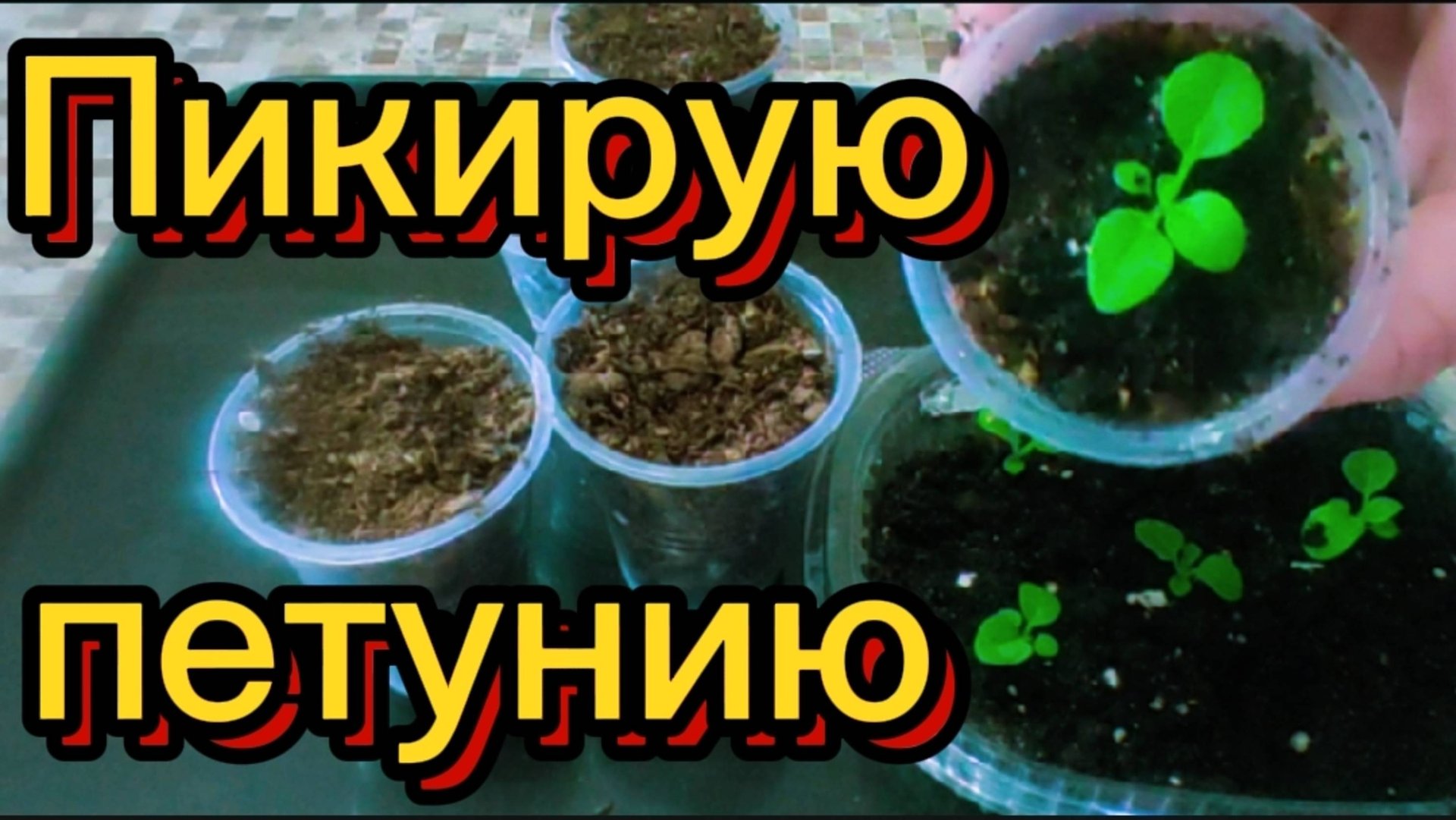 Пикирование и подкормка петунии🌺 смотреть онлайн
