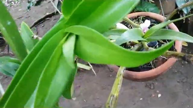 For good growth of Dendrobium orchid - Healthy Dendrobium Burana - floriferous orchid смотреть онлайн