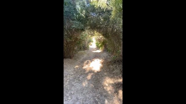 HIKING A TRAIL | MICKEY WAFFLES | D&D FAMILY VLOGS смотреть онлайн