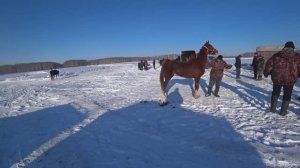 Конные скачки. Разминка.  2025. 1часть.