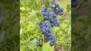 Голубика «Нортланд». Надежный и урожайный сорт для новичков