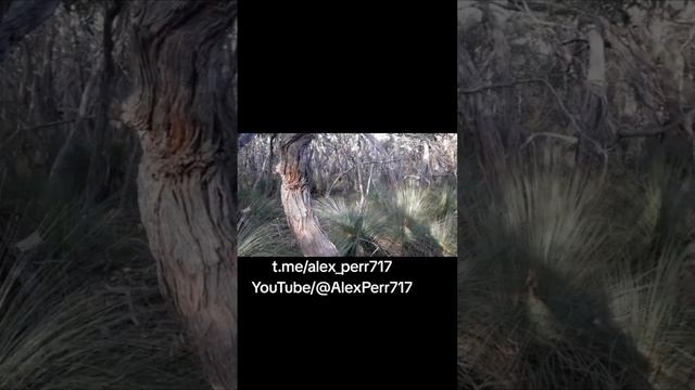 Australian Grass Tree. Ксанторрея смотреть онлайн