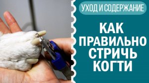 Как стричь когти собаке? Чихуахуа Софи показывает!