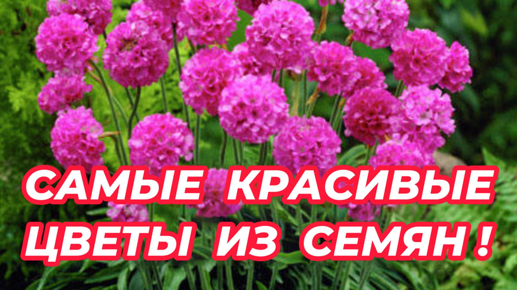 НЕПРИХОТЛИВЫЕ ЦВЕТЫ, которые стоит посадить в саду. Посейте эти цветы на рассаду смотреть онлайн