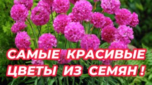 НЕПРИХОТЛИВЫЕ ЦВЕТЫ, которые стоит посадить в саду. Посейте эти цветы на рассаду