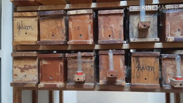 Caixas SANTOS feita de tamburil (Enterolobium contortisiliquum) para mandaçaia da Caatinga смотреть онлайн