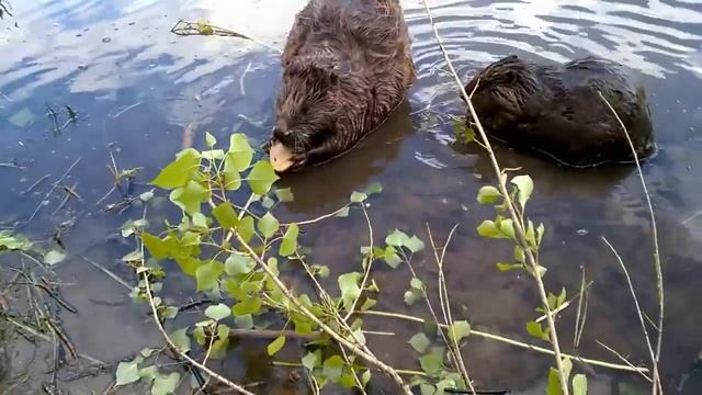 Кормили бобров смотреть онлайн