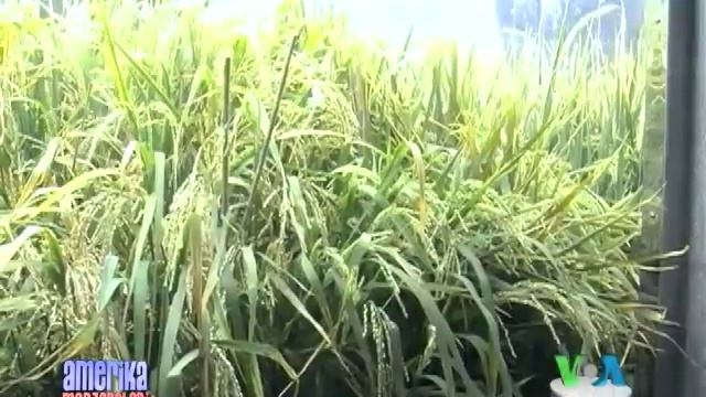 Guruhcning yangi navini izlab... Rice research смотреть онлайн