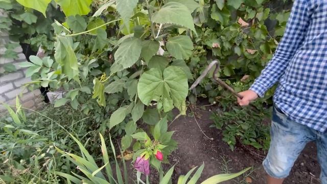 У МЕНЯ ЦВЕТЁТ ГИГАНТСКИЙ ГИБИСКУС🌺 смотреть онлайн