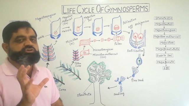 Life cycle of Gymnosperms Urdu /Hindi medium @prof.masoodfuzail| Reproduction in Gymnosperms смотреть онлайн