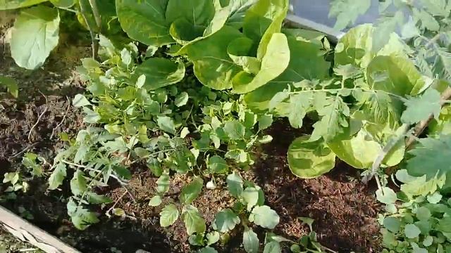 Моя первая редиска. Собираю урожай. смотреть онлайн