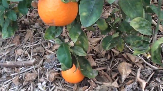 HARVESTING HUGE FRUIT from our backyard | Tangelo tree UPDATE смотреть онлайн
