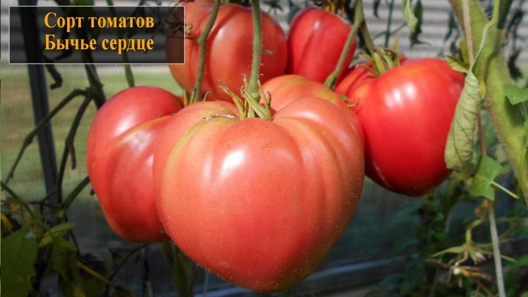 Томат сорта Бычье сердце смотреть онлайн