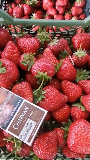 Сирия гигант #strawberry смотреть онлайн