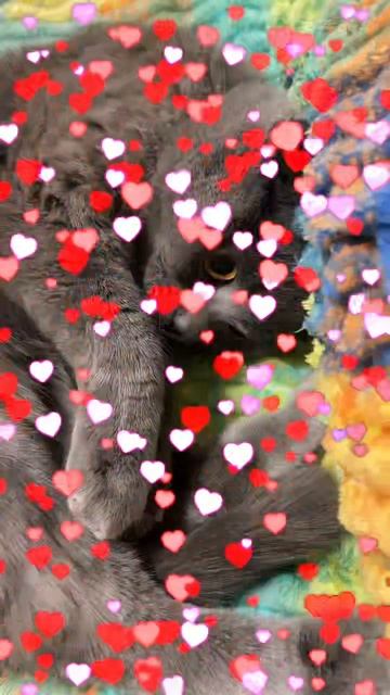 🔴КОТ СМОКИ🔴 смотреть онлайн