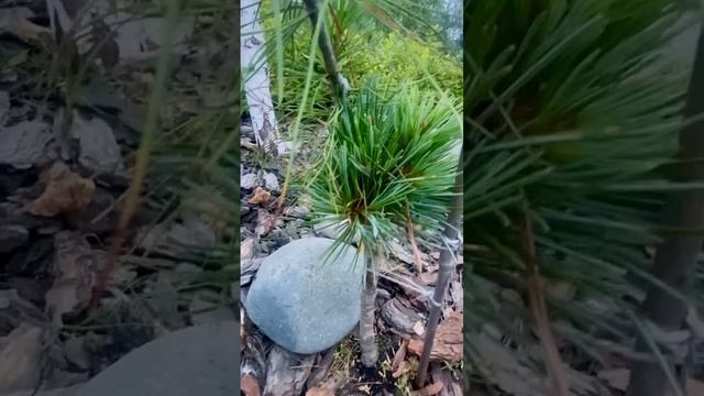 Pinus koraiensis Stribog 💚🌲💚 #хвоя #хвойныйсад #хвойные #сад #хвойныерастения #сосны #pinus смотреть онлайн