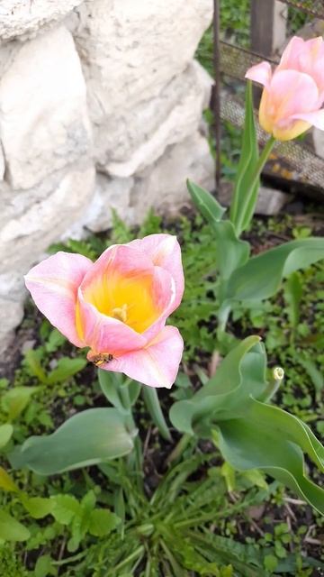 Тюльпаны,простой весенний цветок!Такой красивый!🌷🥰❤️ #деревня #природа .#тюльпаны #цветы #сад #лето смотреть онлайн