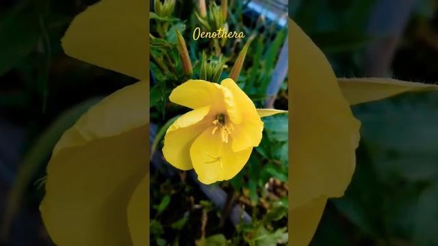 Oenothera🌺2023 смотреть онлайн