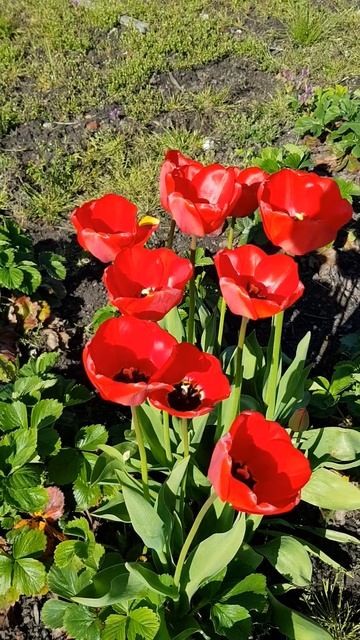 Красные тюльпаны🌷 смотреть онлайн
