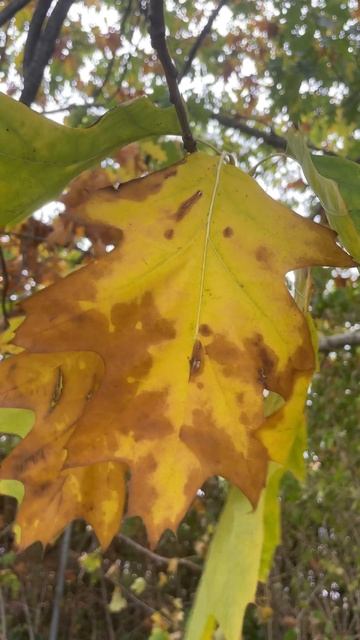Red oak - leaf - October 2022 смотреть онлайн
