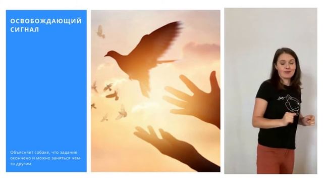 Из чего состоит дрессировка