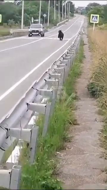 Медведь испугал сахалинцев в Таранае смотреть онлайн