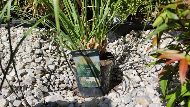 Amerikanisches Pampasgras Cortaderia selloana richtig setzen anbauen Dach Terrasse Gras Neu Anlegen смотреть онлайн