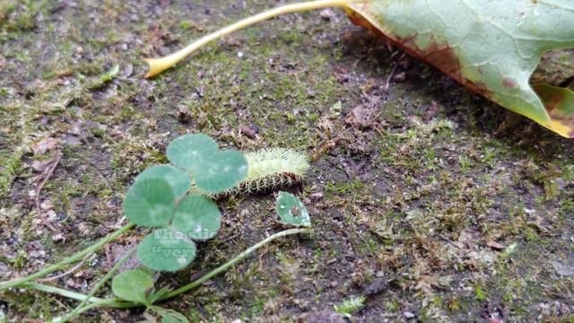 Venomous Caterpillar, Ontario (4K UHD) - lo moth (Automeris io) смотреть онлайн