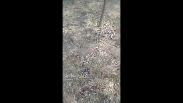 В парке Победы высыхают без полива молодые саженцы деревьев. Тирасполь. смотреть онлайн