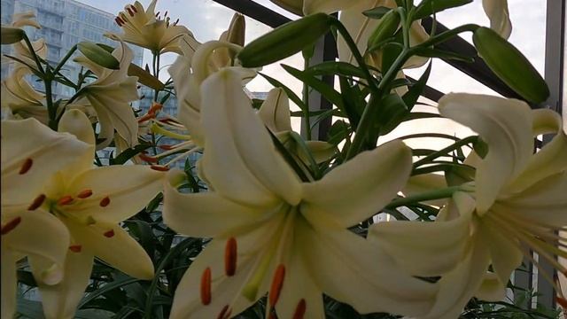 4K HD Easter Lily Bloom Timelapse from buds to full bloom смотреть онлайн