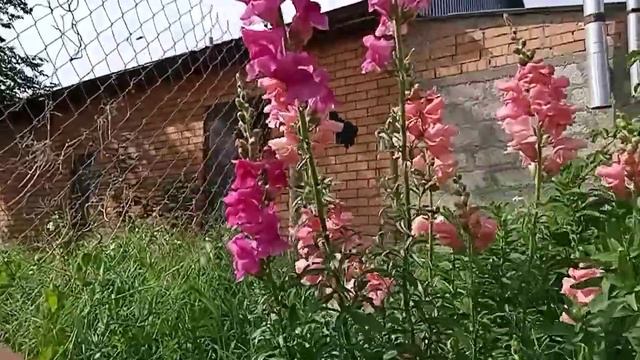 львиный зев 😍