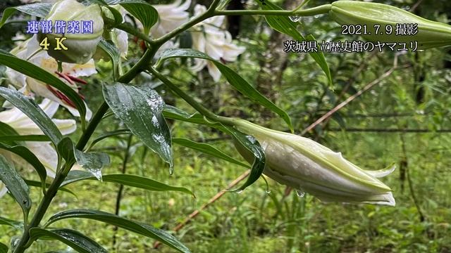 2021.7.9撮影,茨城県立歴史館の山百合 4K смотреть онлайн