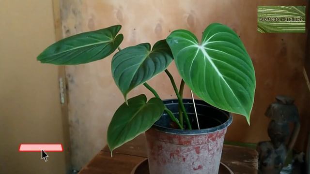 MY PHILODENRON GLORIOSUM AFTER 1 YEAR | Gloriosum Care | Propagation Update | Shopee Plants Hoardin смотреть онлайн