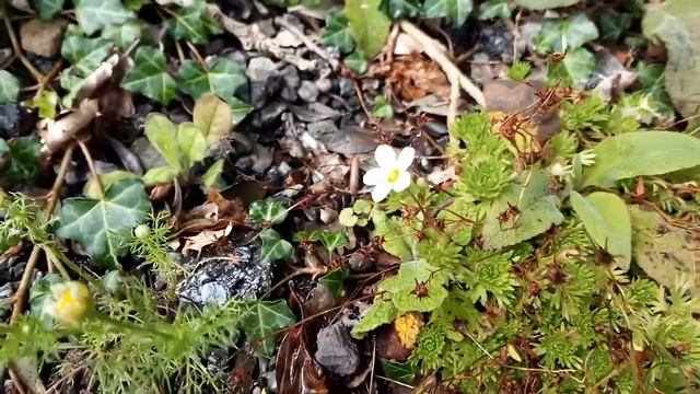 Requested saxifraga close up смотреть онлайн
