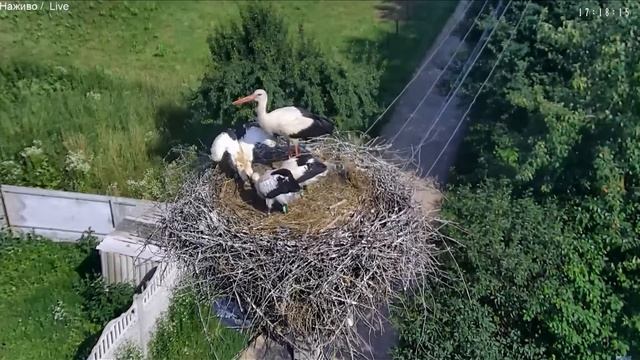 Пташенята п'ють воду - Гніздо бузьків Тязів смотреть онлайн