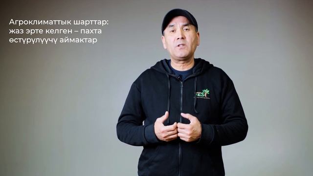 Ранний картофель - теория смотреть онлайн
