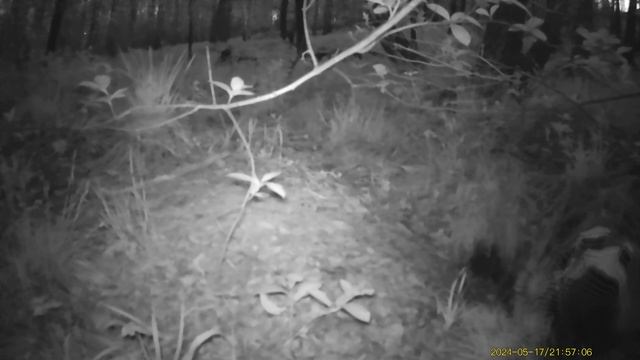 Барсук 17.05.2024 ч 1 смотреть онлайн