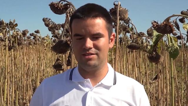 Бакарди - Клиърфийлд Плюс хибрида на Синджента - жътва в с. Добрин смотреть онлайн